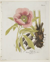 Peonía, de Icones Plantarum Medico-Oeconomico-Technologicarum cum Earum Fructus ususque Descriptione, 1804